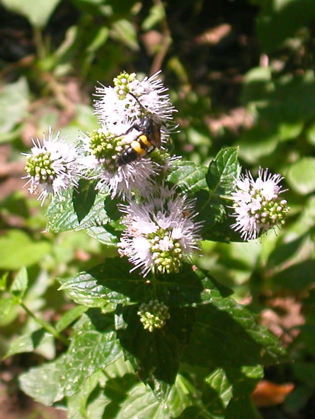 Avidi di menta...: Scolia hirta